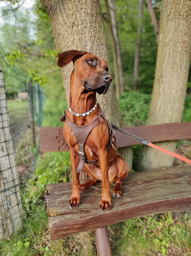 Kelly Jacobs Zutendaal